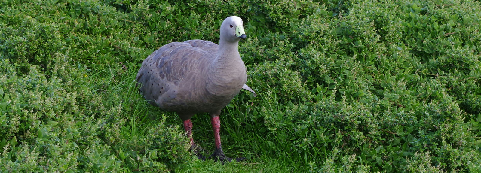 Cape Barren Goose spotted in Maira Island