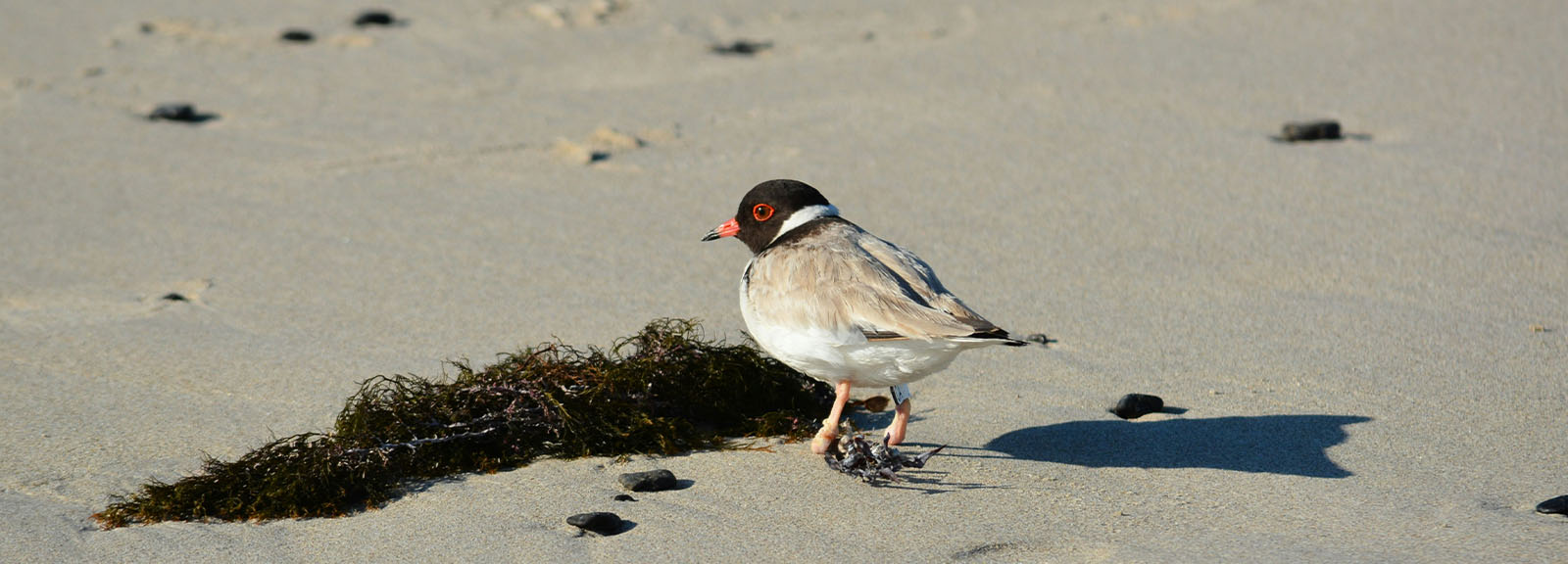 An adorable Hooded Plover spotted in Maria Island